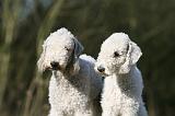 BEDLINGTON TERRIER 233
